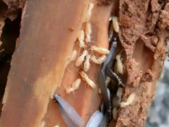 焉耆白蚁防治公司分享地下室防潮防虫一体化治理，解决地下空间白蚁顽疾